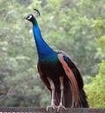 peacock-national-bird-plumage-385721.jpg