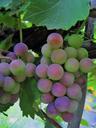 grapes-bunch-green-turning-purple-315289.jpg