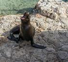 sea-lion-mammal-nature-marine-921624.jpg