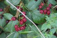 blackberries-wine-red-plant-entwine-599044.jpg