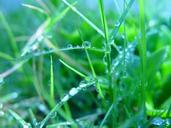 Water droplets on grass.jpg