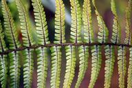 ferns-leaves-green-plants-foliage-201902.jpg