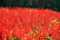 red-flower-floral-pattern-garden-566844.jpg