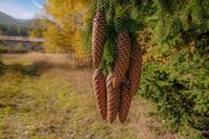 cones-spruce-coniferous-tree-1031878.jpg