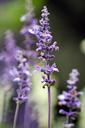 purple-flower-plant-macro-nature-480110.jpg