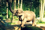 elephant-animal-mammal-happy-404873.jpg