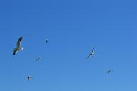 seagulls-fly-birds-colony-air-366370.jpg