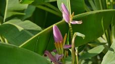 banana-blossom-flowers-b-banana-1621836.jpg