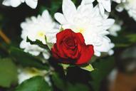 red-rose-flowers-926508.jpg