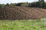 potato-potatoes-pile-lot-harvest-947588.jpg