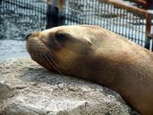 sea-lion-head-relaxed-dormant-399354.jpg