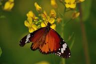 monarch-butterfly-mustard-flower-1474780.jpg