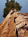 tree-sequoia-wood-bark-huge-tribe-4887.jpg