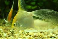 underwater-world-goldfish-1024309.jpg