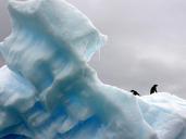 penguins-iceberg-polar-nature-ice-801876.jpg