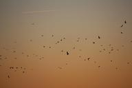 flock-of-birds-birds-swarm-dig-573557.jpg