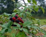 blackberries-fruit-berries-fruits-1679717.jpg