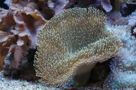 mushroom-leather-coral-coral-604177.jpg