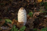 mushroom-nature-forest-mushrooms-642262.jpg