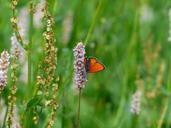 large-copper-butterfly-red-orange-177377.jpg