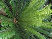 fern-nature-plant-natural-451770.jpg