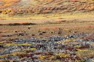 Caribou-walk-across-the-tundra.jpg