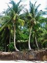 costa-rica-root-coconut-trees-1644948.jpg