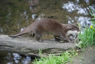 otter-mammal-zoo-outdoors-wildlife-359129.jpg