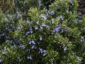 rosemary-flowers-blue-violet-1090418.jpg