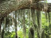 moss-marsh-branch-tree-swamp-354100.jpg