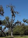 San Diego shoe tree in morley field.jpg