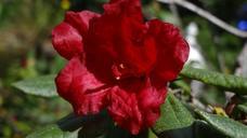 rhododendron-red-rhododendron-bud-43470.jpg