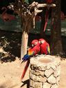 tropical-birds-parrots-nature-646866.jpg