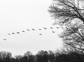 flock-flocking-geese-birds-258747.jpg