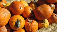 pumpkin-patch-vegetable-orange-1443162.jpg