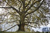 tree-italy-nature-landscape-water-1189889.jpg