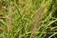 grass-the-scenery-outdoor-495894.jpg