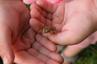 hands-%C5%BCabka-child-care-frog-658065.jpg