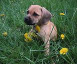 puggle-puppy-dog-crossbreed-750758.jpg