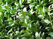 book-boxwood-bush-periwinkle-green-80220.jpg