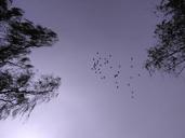 sky-birds-flight-evening-diary-1328612.jpg