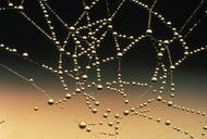 spider-web-dew-drops-droplets-water-1021041.jpg