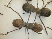 ants-wooden-ants-ant-art-854031.jpg