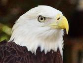 bald-eagle-eagle-nature-bird-489080.jpg