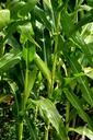 corn-organic-vegetable-agriculture-1556967.jpg