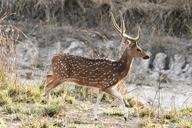 deer-spotted-stag-india-cheetal-164304.jpg