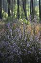 heather-undergrowth-forest-767588.jpg