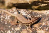 lizard-reptile-kaltblut-brown-354568.jpg