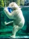 polar-bear-large-water-white-basin-980777.jpg