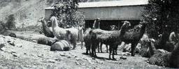 NSRW_Story_of_Wool_-_llamas_in_Peru.jpg